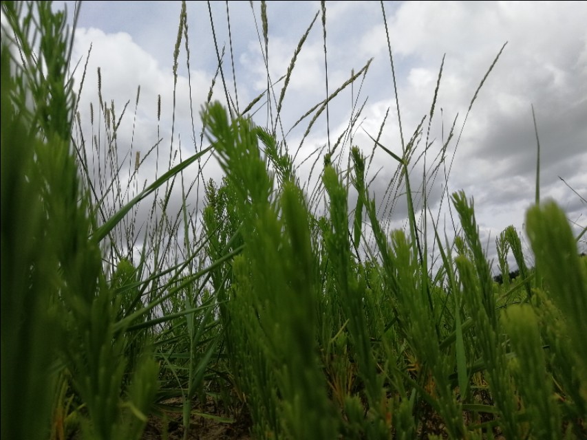 内蒙古通辽市扎鲁特旗大草原,通辽市阿古拉湿地公园