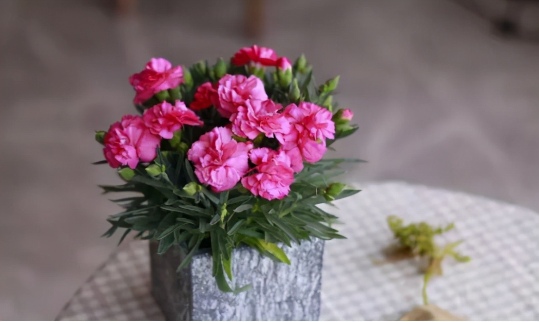 你准备好了吗幼儿版,你的康乃馨准备好了吗