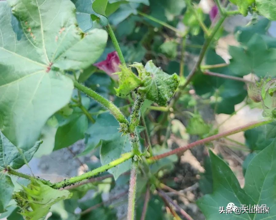 棉蚜的发生规律及防治,棉蚜虫害