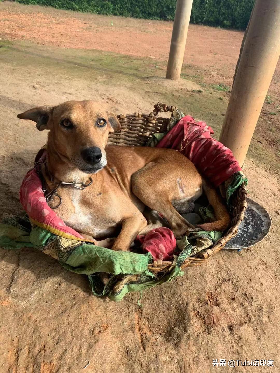 印度猫粮市场 (印度猫粮批发市场)