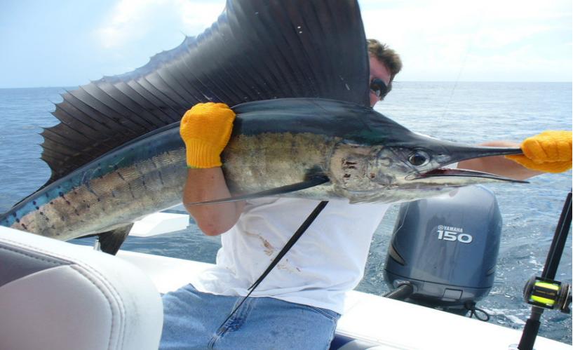 儿童画创意画鱼,儿童绘画鱼创意画