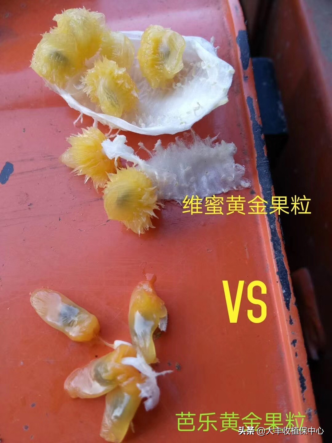 当下黄金百香果最好的品种是,黄金百香果和紫皮百香果哪个好种