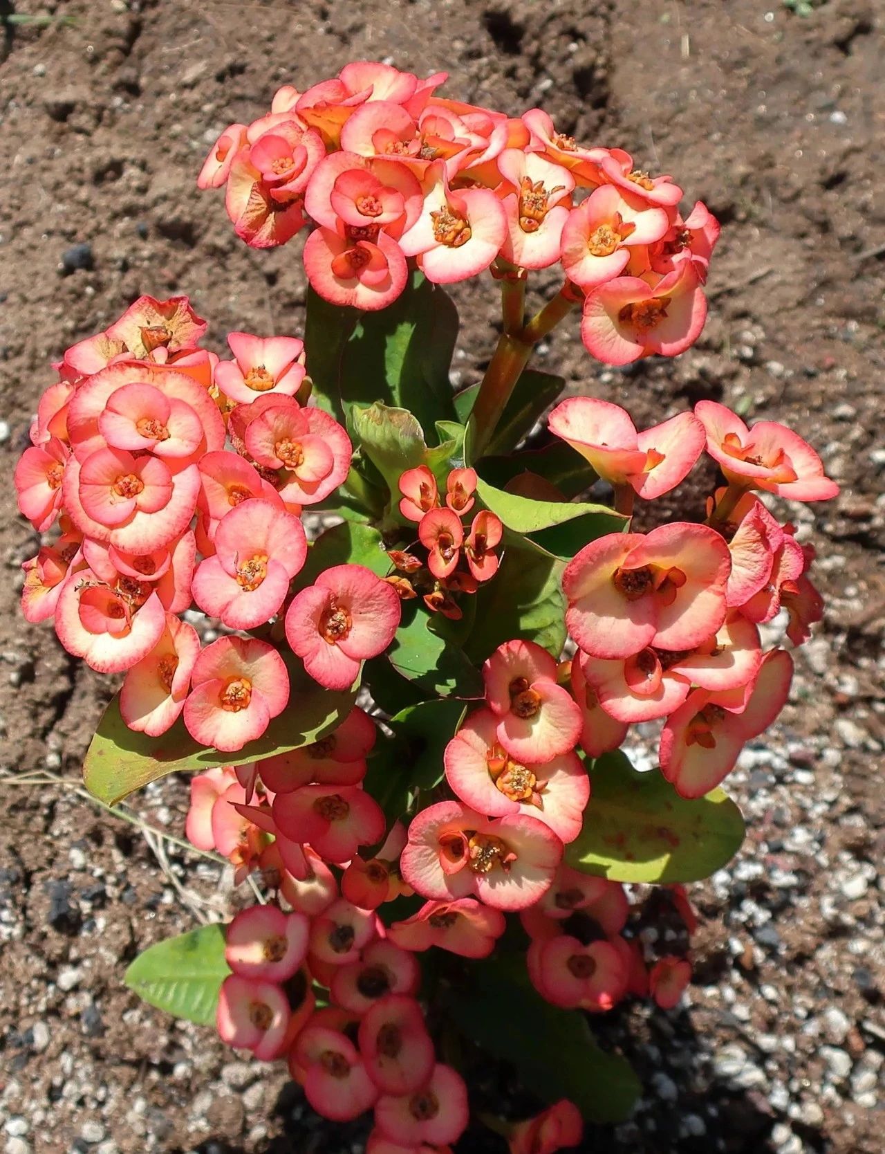 虎刺梅为什么首次开花是白色的,虎刺梅很高就是不开花怎么办