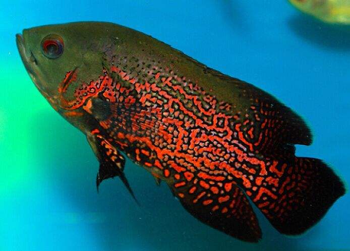 鹦鹉鱼斜身游东倒西歪怎么回事,鹦鹉鱼鱼肿嘴是怎么回事