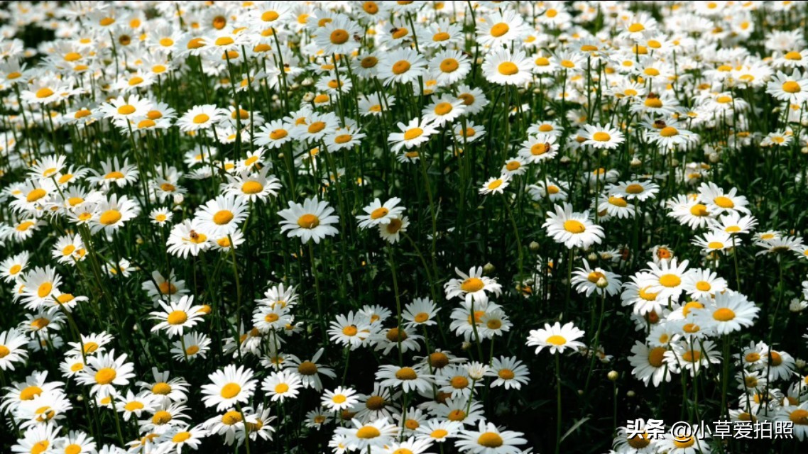 威海十一月羊亭公园,威海羊亭公园最新视频