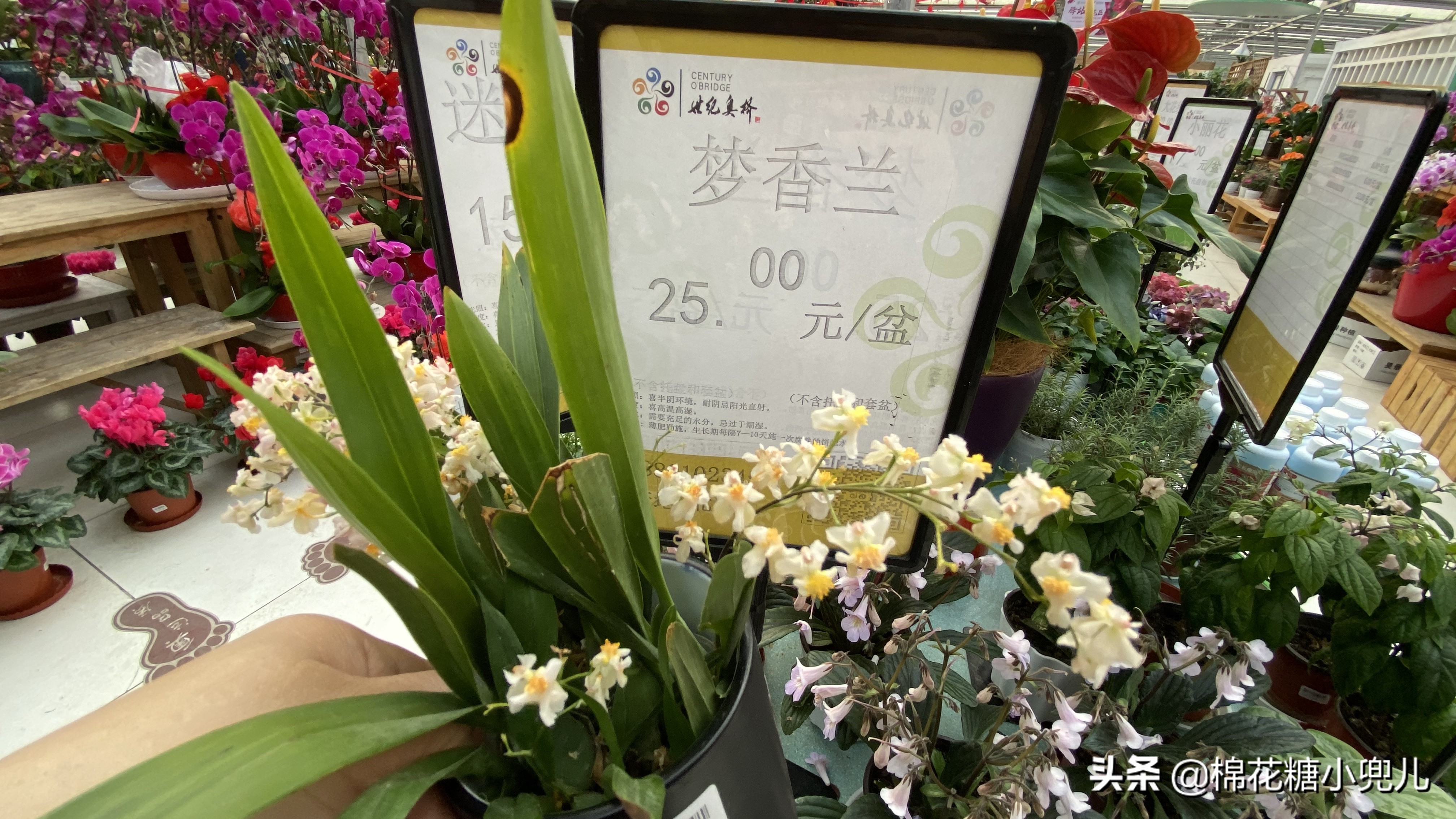 北京最大花卉绿植市场,北京最便宜绿植花卉市场
