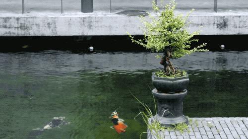 中国人的骨子里喜欢的豪宅,人骨子里喜欢的豪宅