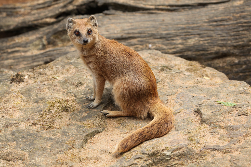 大白鹅和黄鼠狼的天敌,大白鹅和黄鼠狼是天敌吗