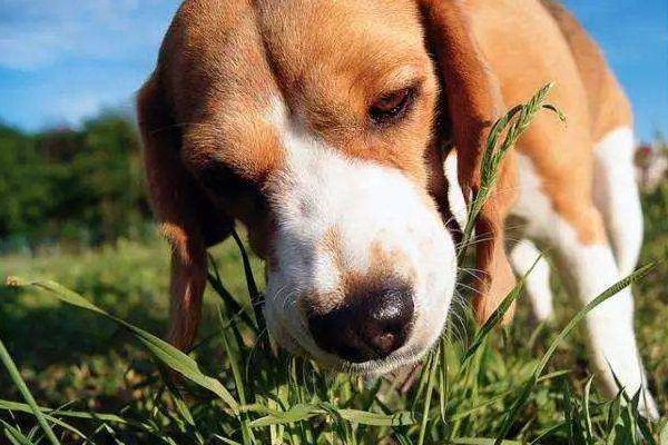 狗狗的跳蚤会跳到人身上吗,猫身上的跳蚤会传染给人吗