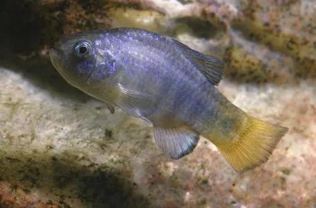 独存5万年仅剩38尾，号称沙漠独行者，魔鱂鱼的保护有多严格？