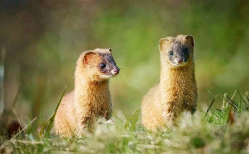 黄鼠狼为什么不宜人吃,为什么不能吃黄鼠狼