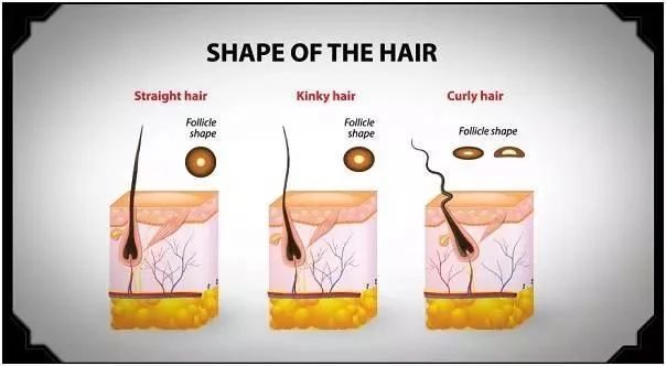 本是同根生却长得不一样,本是同根生后面一句