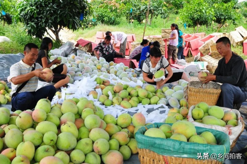 海南产地直发贵妃芒,海南产地树熟贵妃芒
