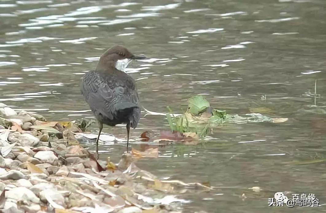 各国国鸟国宝有哪些,各国国鸟大小排名