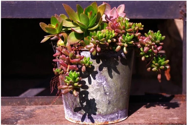 鑺辨埧濮戝澶氳倝閰嶅湡,鑺辨埧濮戝鐜夐湶澶氳倝