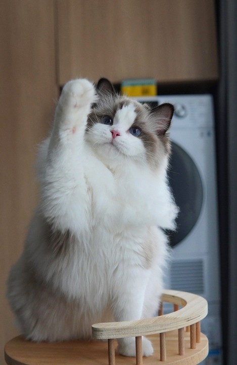 猫回家不吃不喝拉稀怎么回事,猫回家不应激