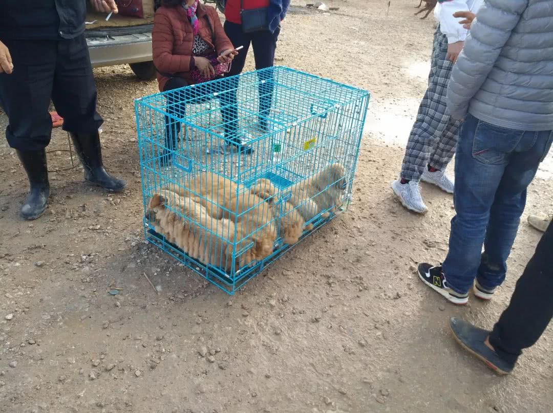 金毛狗市场幼犬出售,金毛狗50元一只批发直播卖