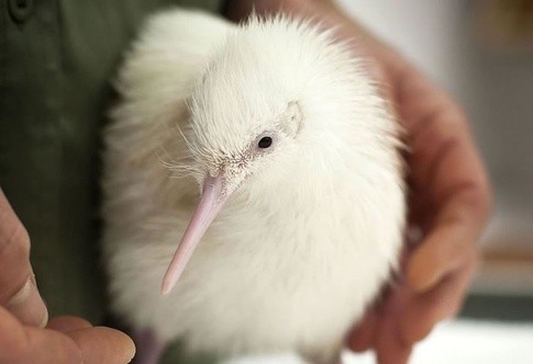 十种你肯定没见过的动物,令人惊艳的17种动物绝对罕见