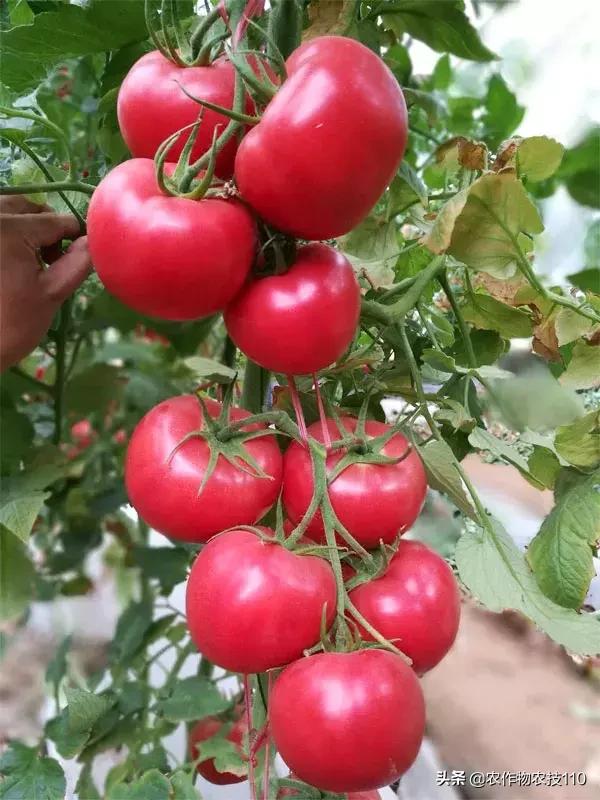 番茄界的“杀手”TY病毒和褪绿病毒，怎么对付？