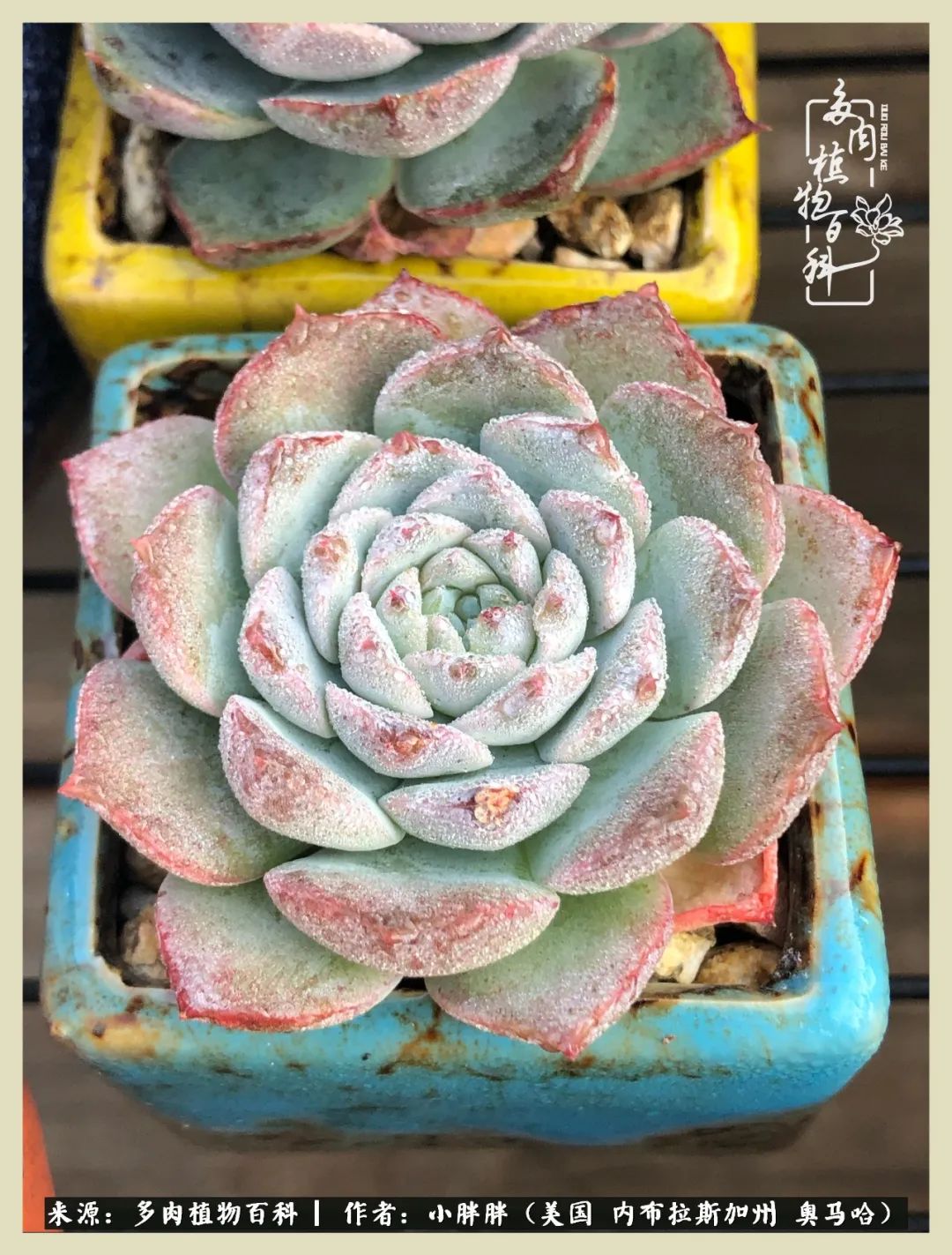 多肉小白入坑攻略,多肉小白2个月成功入坑