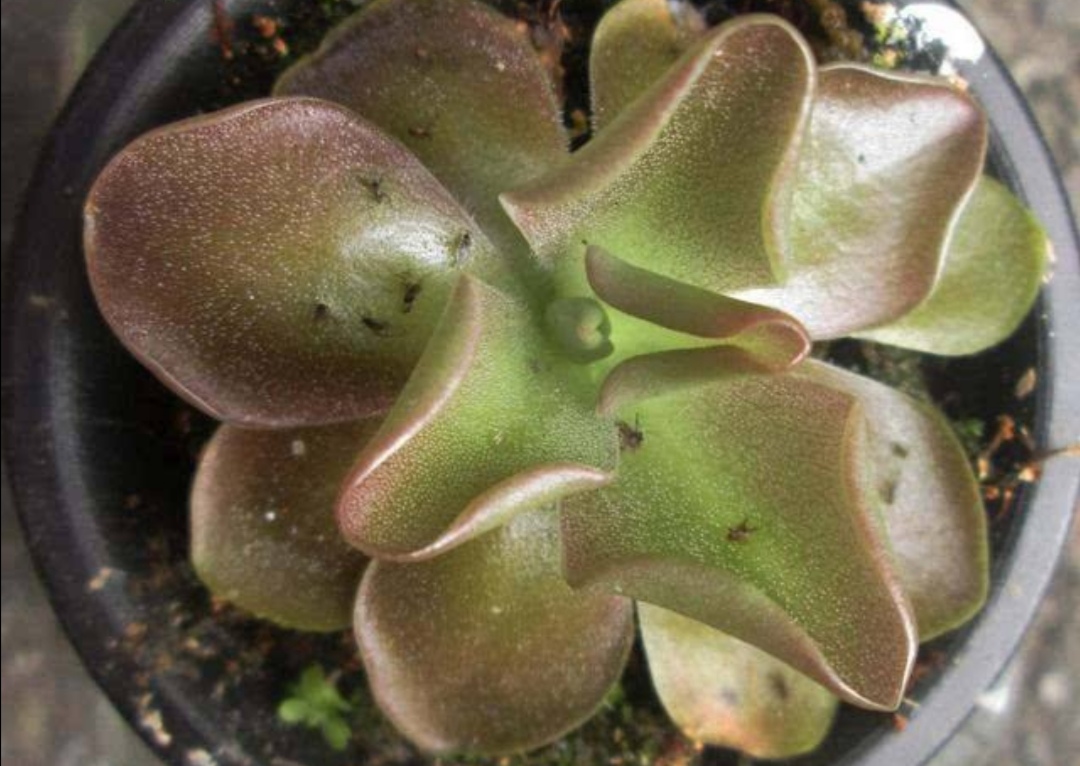 花卉虫子的种类除虫方法,怎么预防花卉生虫