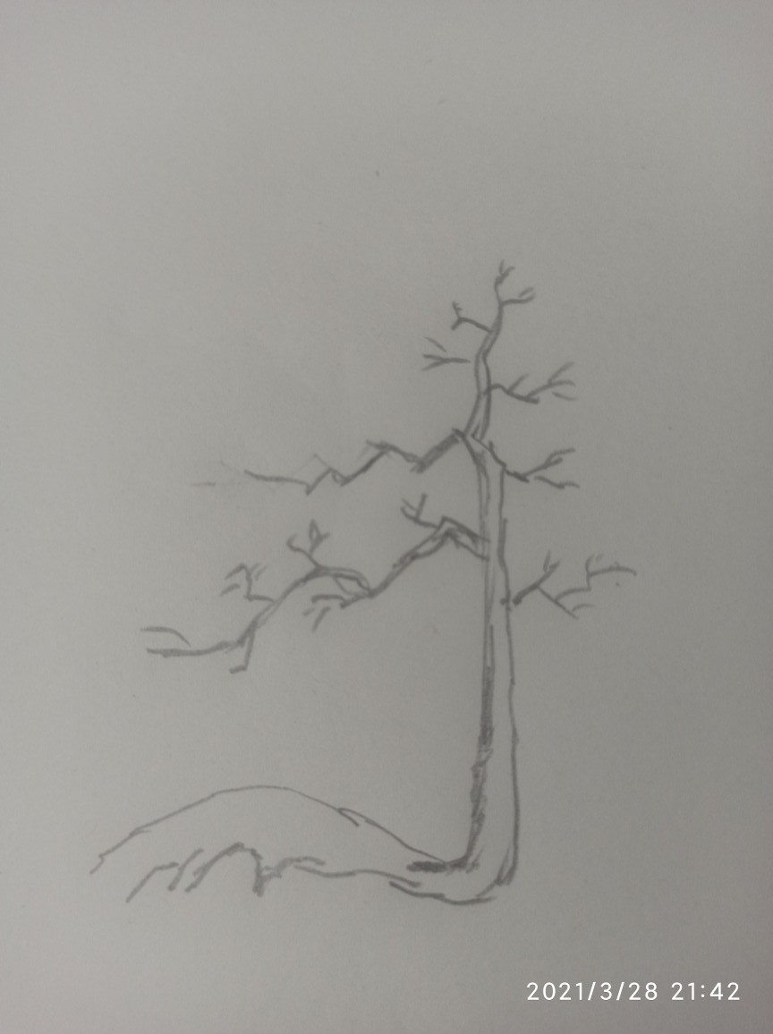 飘枝在盆景中真的很重要吗,飘枝与跌枝同时具备的盆景