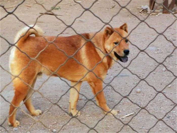 农村养狗不拴狗绳违法吗,家庭养狗及遛狗有何规定