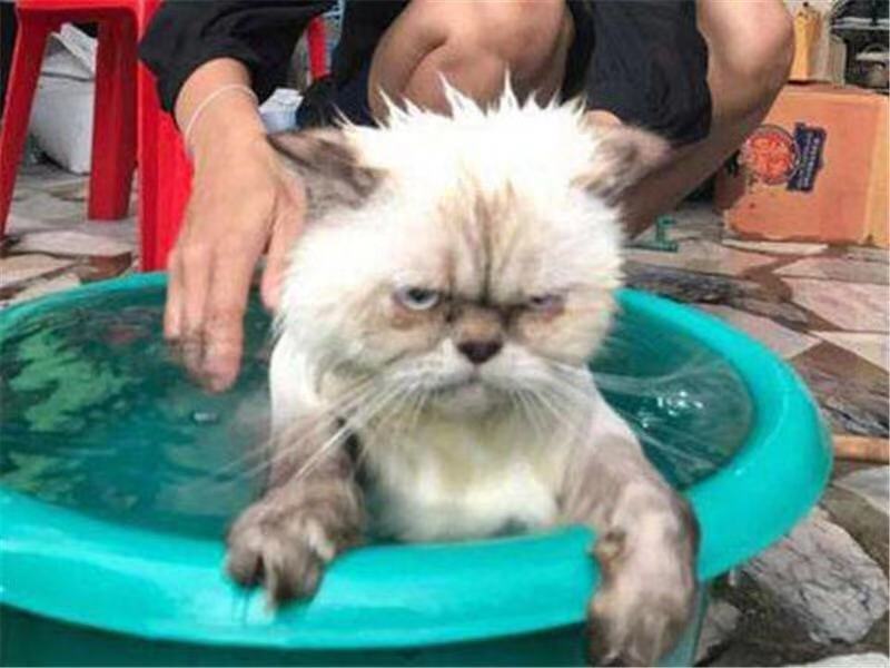 怎样给猫咪洗澡它不反抗,天气热给猫咪洗澡烘干开多少度