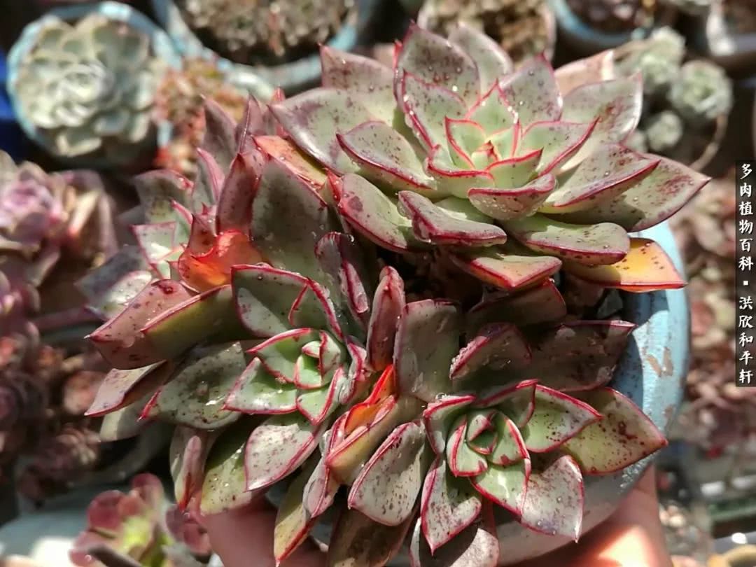 多肉的四季轮回,四季轮回多肉