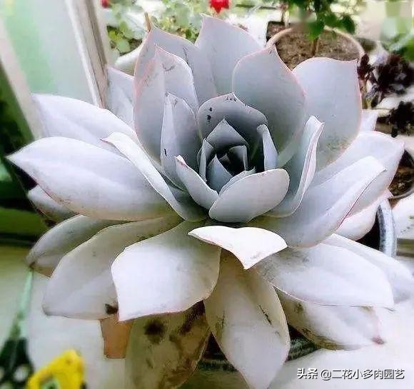 365种·常见花卉图谱，观果和多肉植物收藏篇