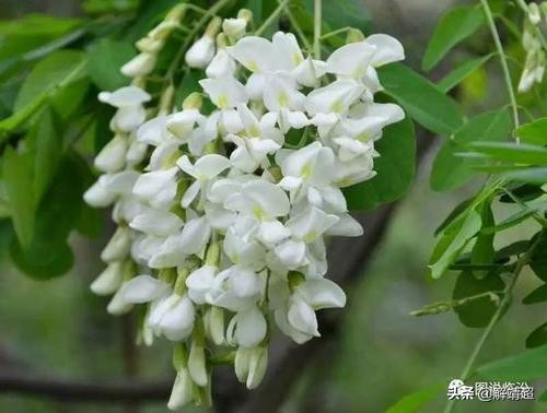 小小说落叶,小小说银杏