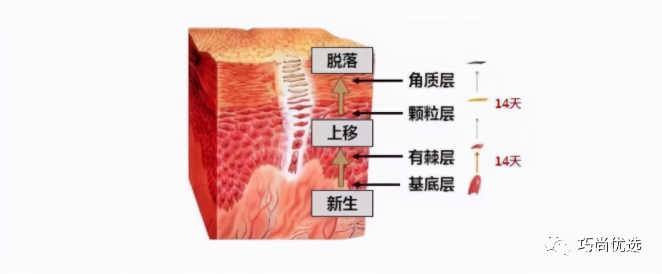 新陈代谢紊乱症状,皮肤新陈代谢差怎么办