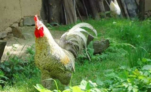 鸡得了蛔虫病怎么办吃什么药,鸡有蛔虫该怎么治疗