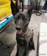 流浪狗被好心人收养每天特别高兴,流浪狗求收养视频