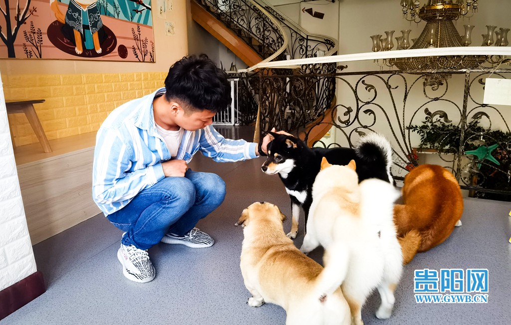 贵阳狗咖排名,成都比较好的猫咖狗咖