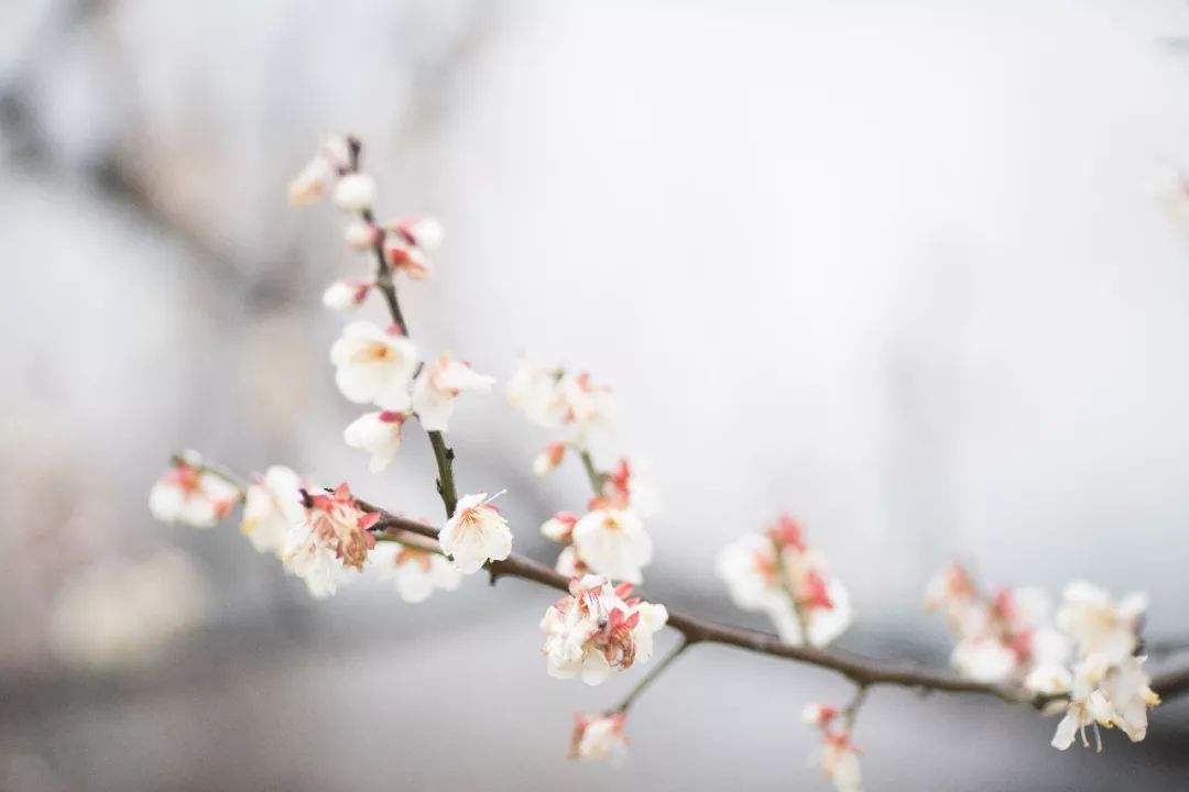 江南三大梅园,杭州江南三大梅花