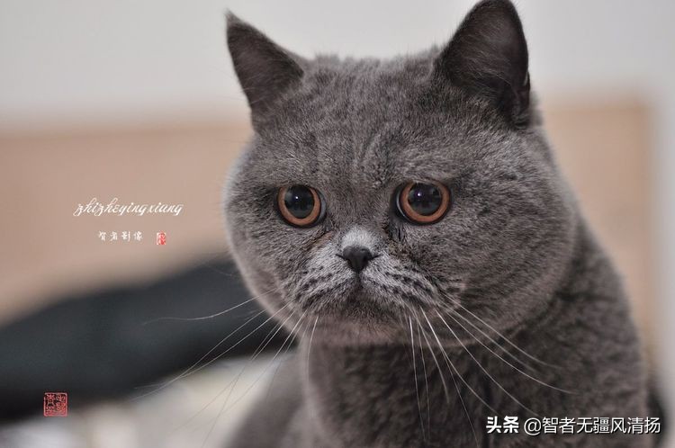 蓝猫是英国的吗,蓝猫是英国土猫吗