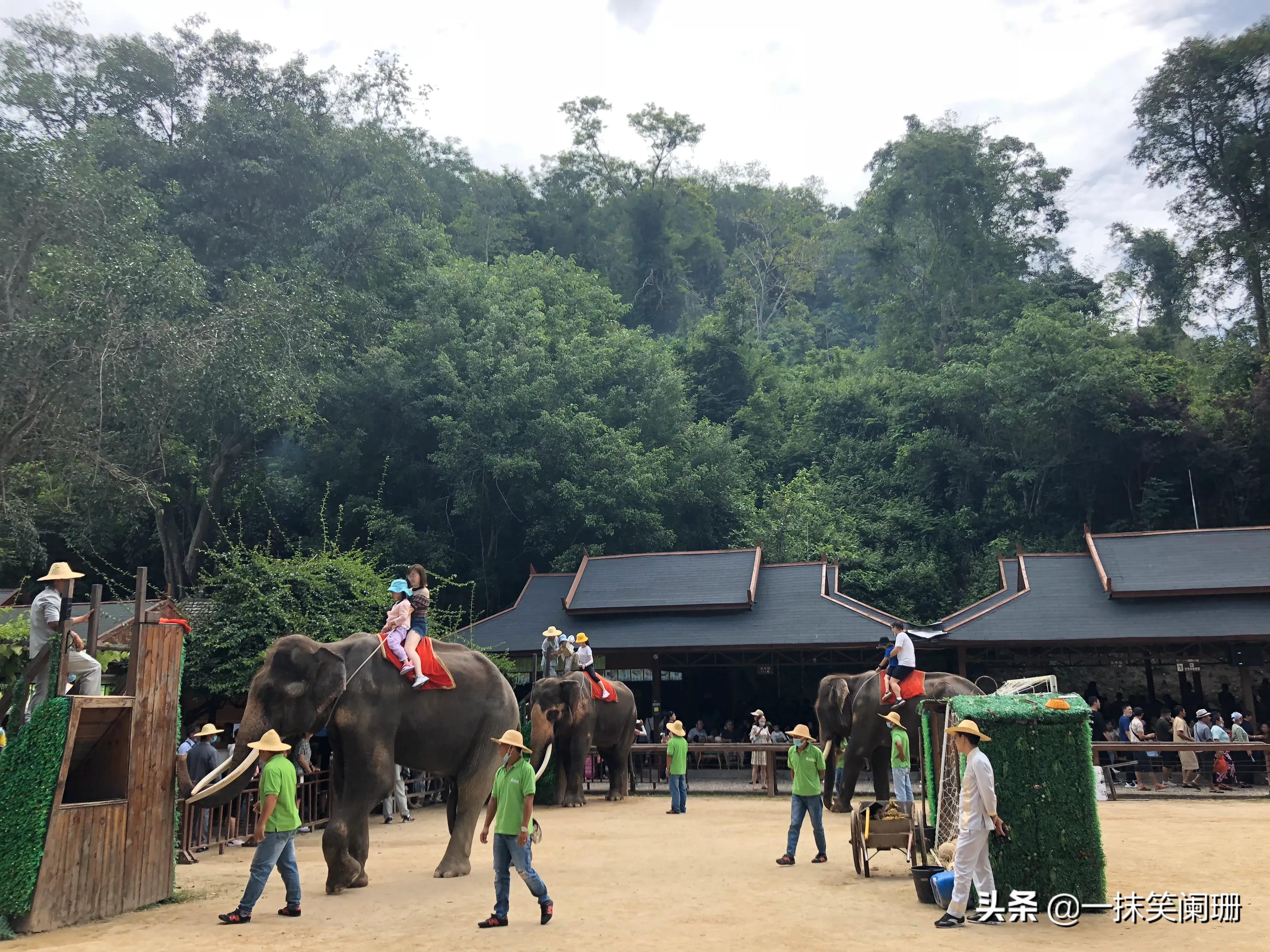 西双版纳野象谷大象表演,西双版纳野象谷大象表演现场视频