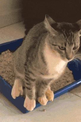 猫咪的十大坏习惯,猫咪十大常见病和预防方法