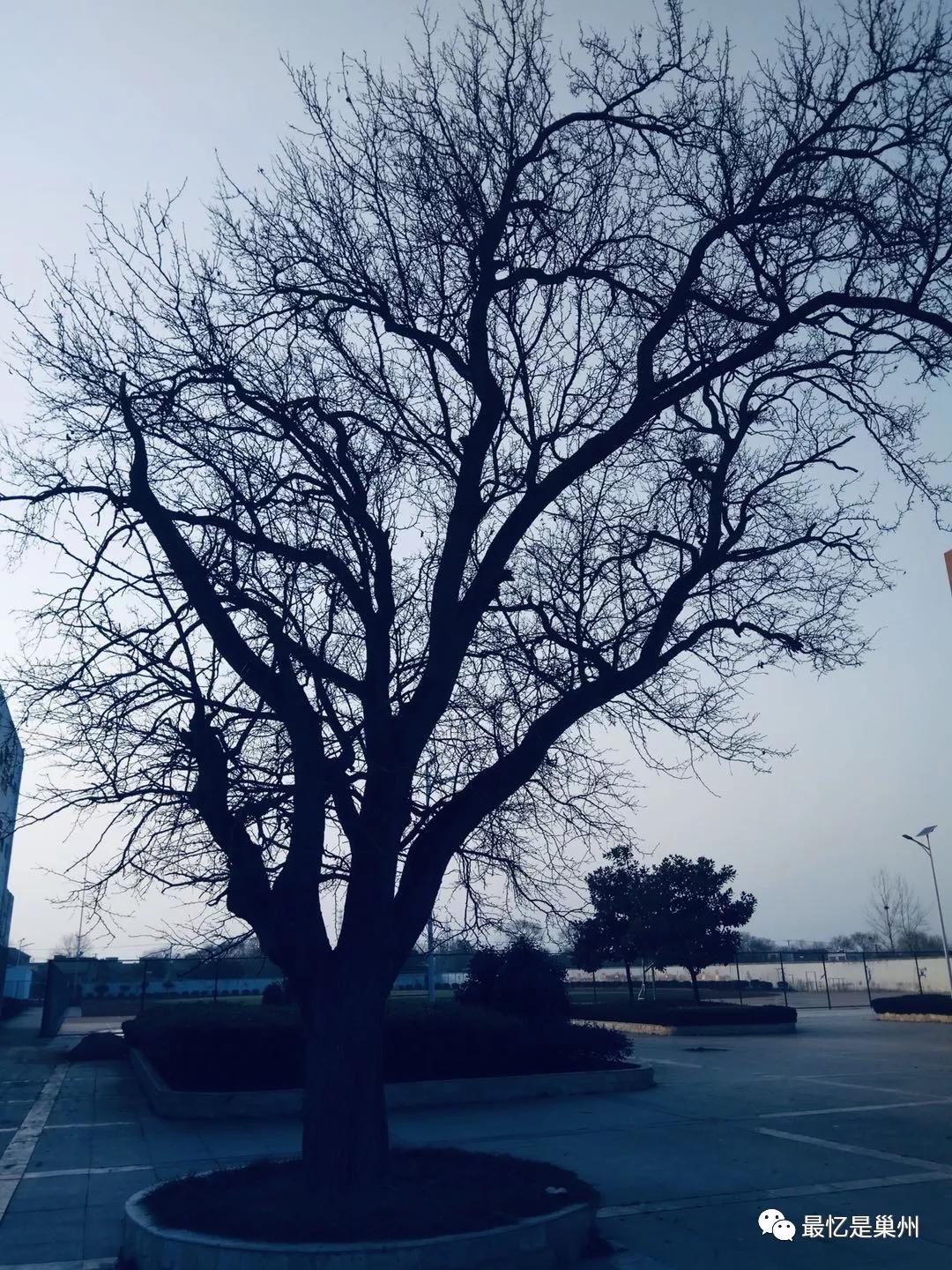 巢湖柘皋初级中学简介,巢湖市柘皋镇往事