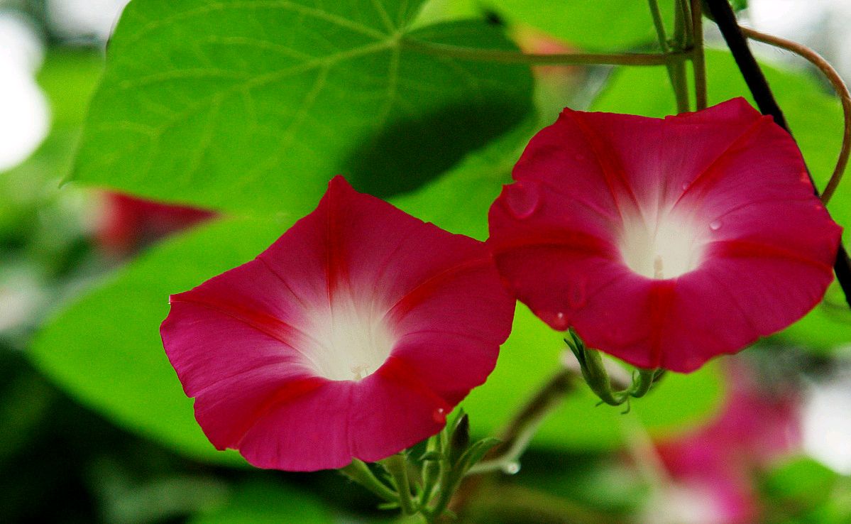 读古诗词草木芬芳,读古诗欣赏