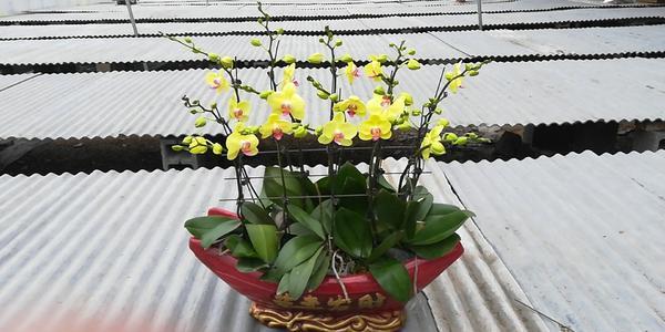 刚买回来的蝴蝶兰怎样养护,刚换盆的蝴蝶兰怎样养护