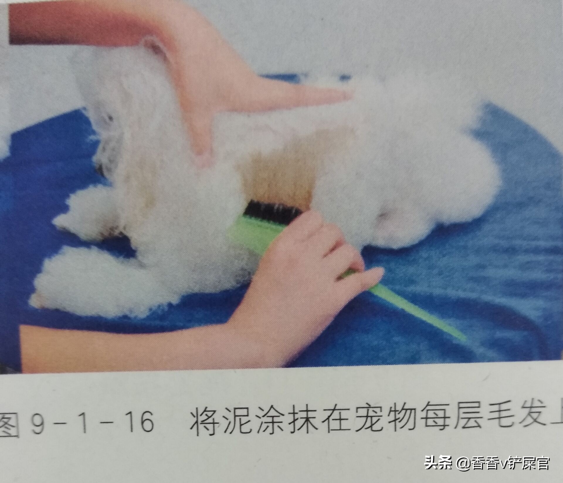 怎么给宠物做spa药浴,宠物spa需要准备什么