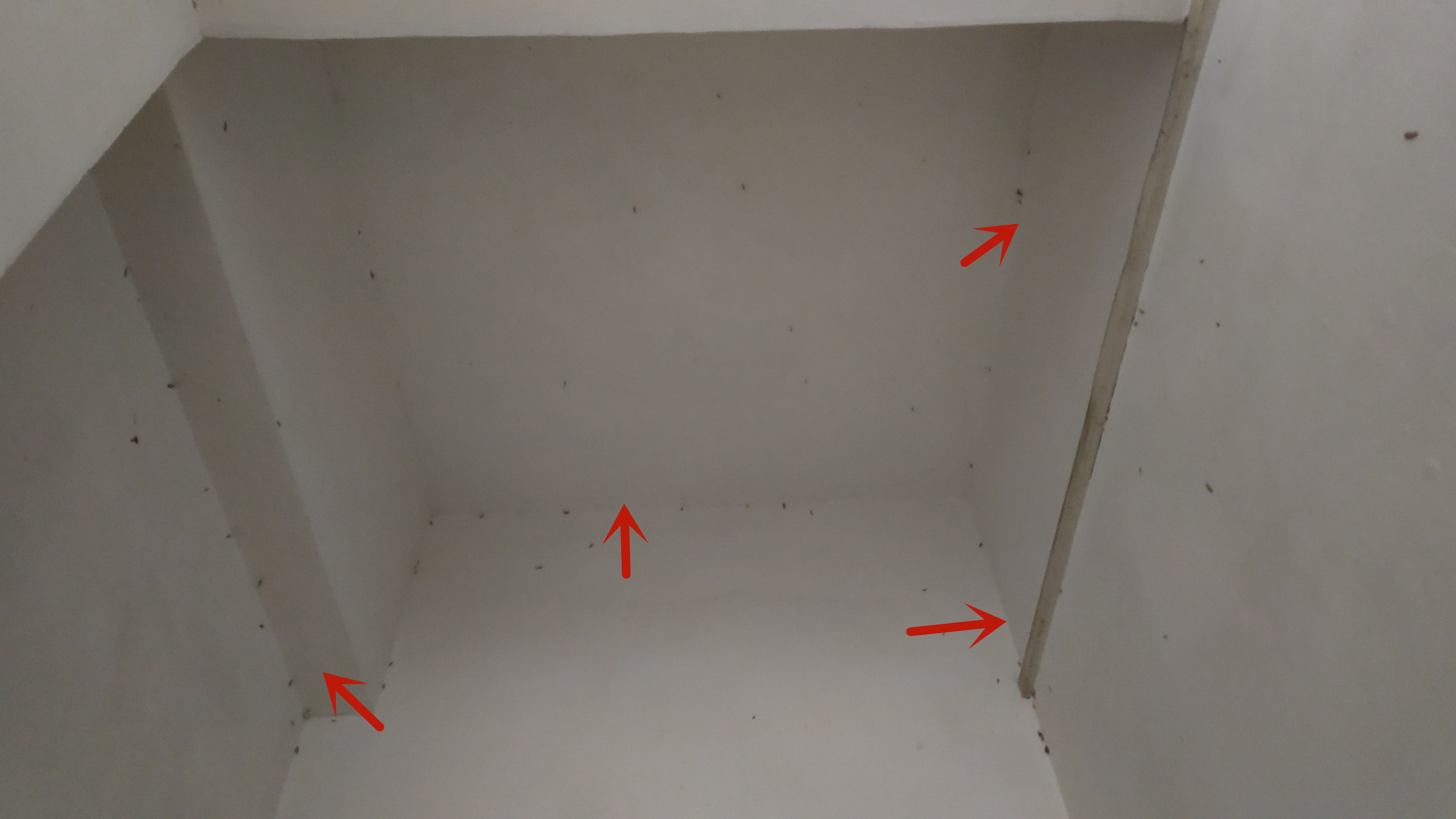 衣柜底下有黑色小虫子怎么办,衣柜里长虫子了怎么办