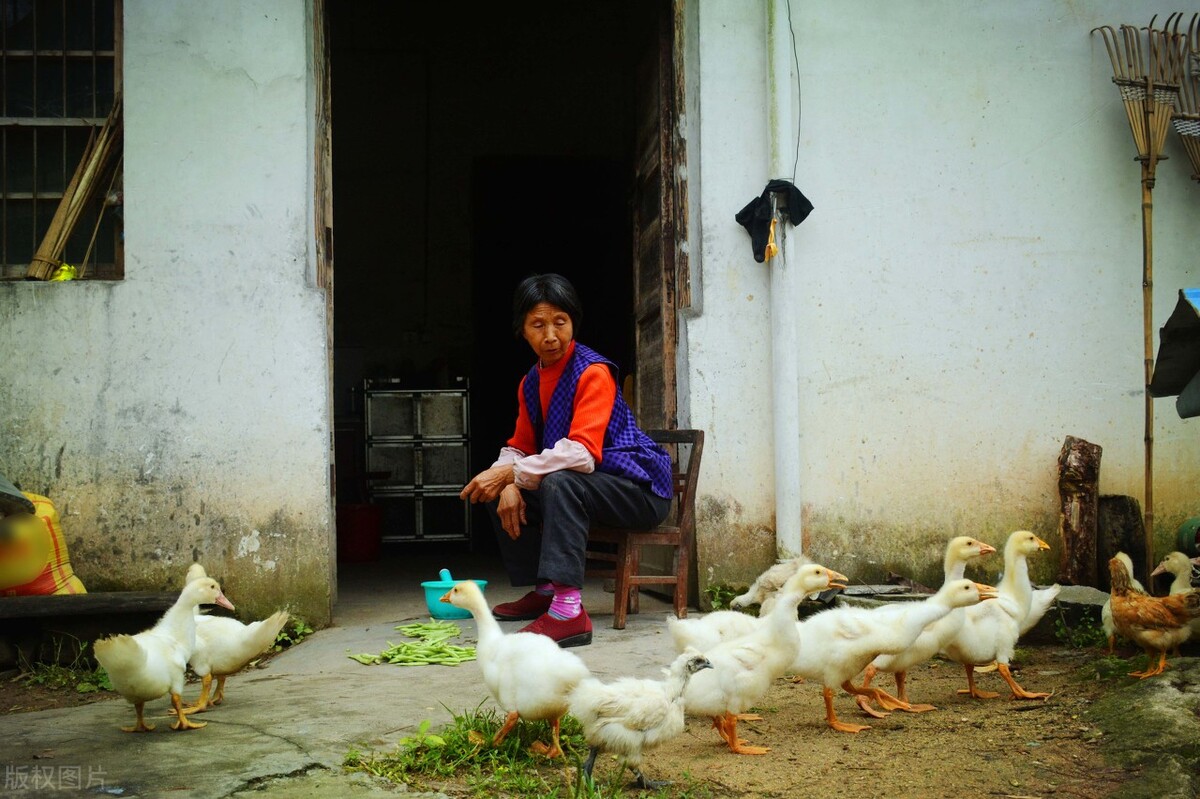 养鹅致富的商机,养鹅的前景