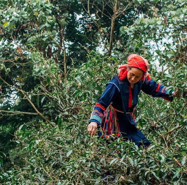 全国十大名茶旅游地,中国十大茶旅