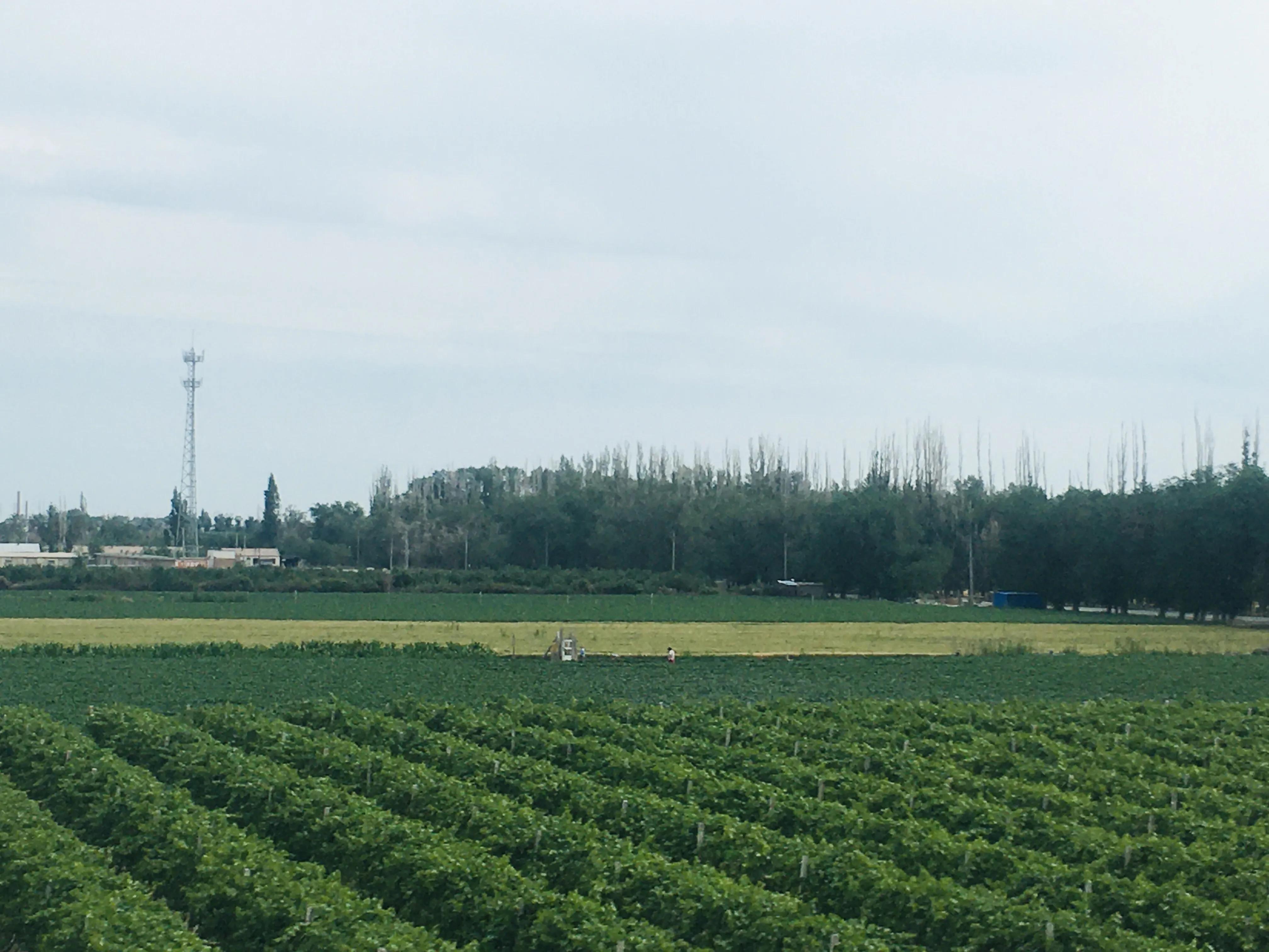 精河县到克拉玛依班车,精河到克拉玛依怎么坐车