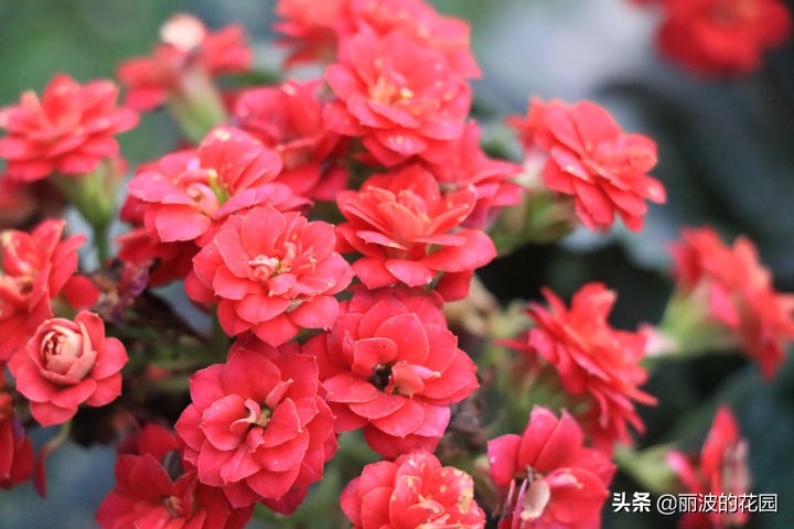 闀垮鑺辩孩鐙愮嫺鍙剁墖,绾㈢嫄鐙搁暱瀵胯姳鑺辨湹