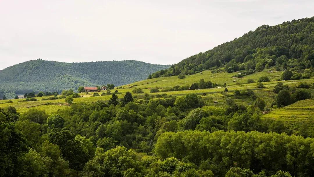 德国黑皮诺酒怎么样,黑皮诺是什么酒