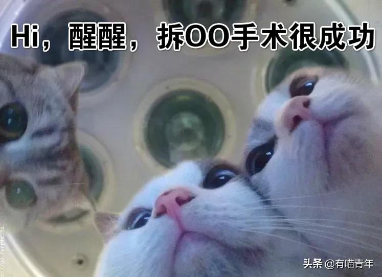 我给猫花的冤枉钱，能在广州买一套房